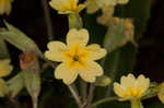 Cowslip primrose